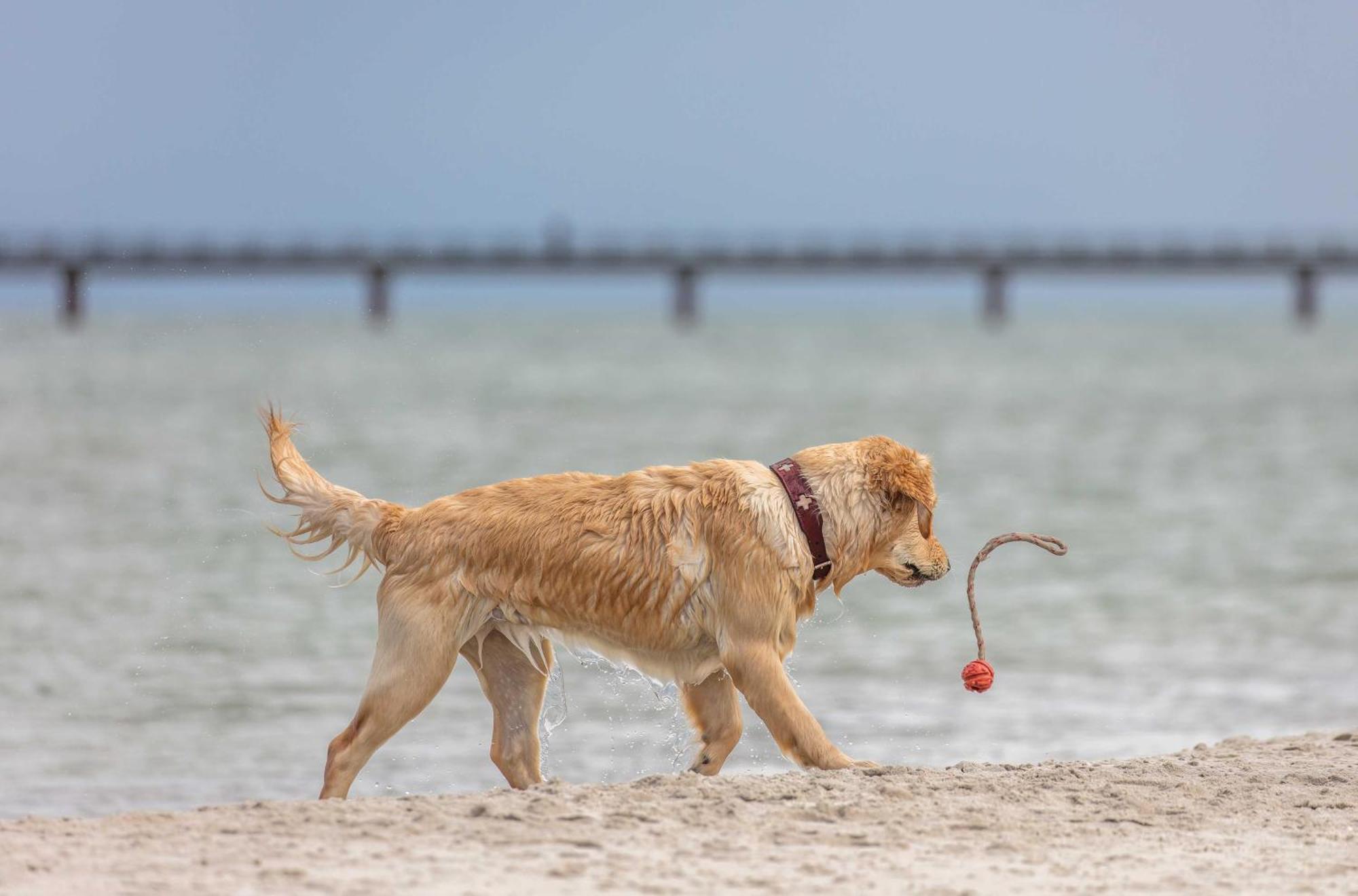 Apartment Heymat An Der Seebruecke Zingst Ngoại thất bức ảnh